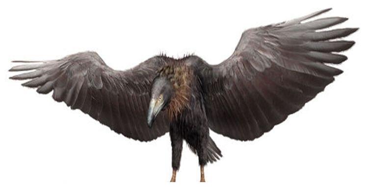 今天的主角就是全球最大的鸟,阿根廷巨鹰.