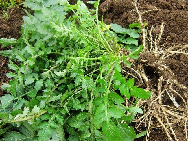 在北京的奥森公园和东坝郊野公园,就有大片二月兰被"掐尖儿",蒲公英被