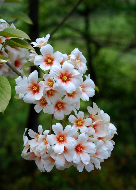 花世界花集 油桐花的花语是情窦初开 花世界花集 油桐花的花语是情窦初开