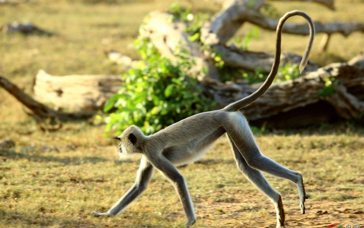 长得眉清目秀的猴子,尾巴是身体的两倍!