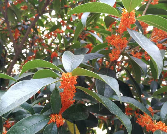 养了十年的桂花树为什么不开花?难不成真的是公桂?