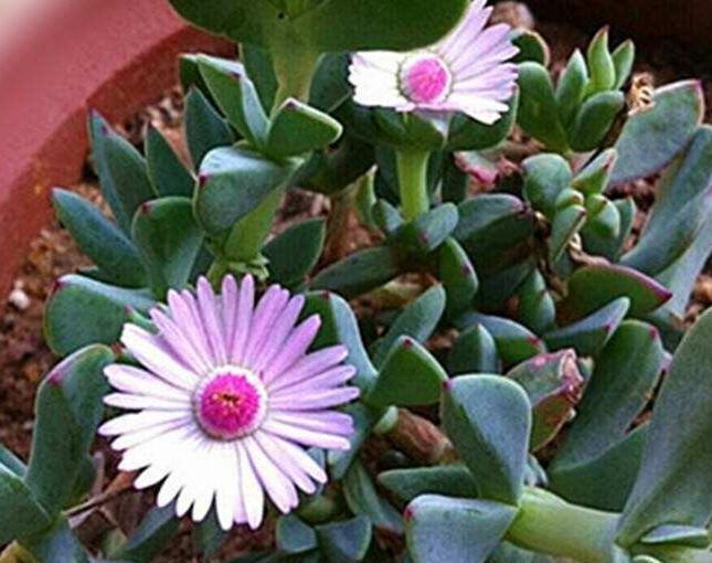 多肉植物白凤菊怎么养?教你3个养护妙招,白凤菊叶形可爱又饱满