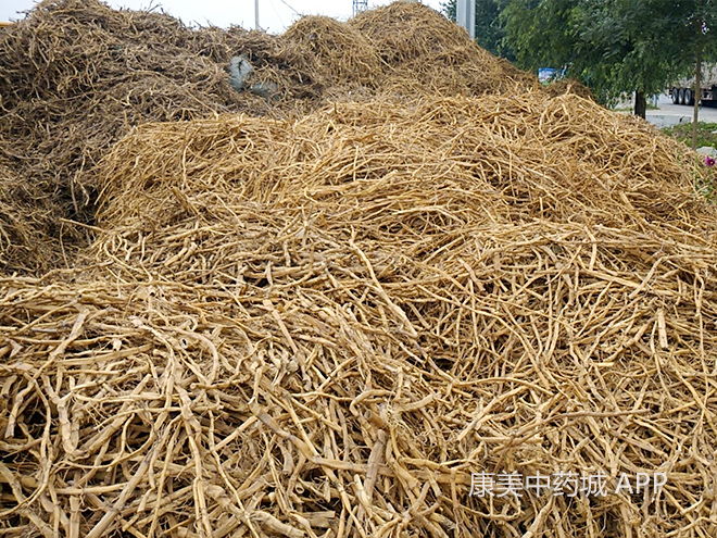 探访芦根初加工实况