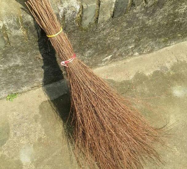 这植物叫“岗松”,以前用来做扫把,扫地很好用,现在越来越少了