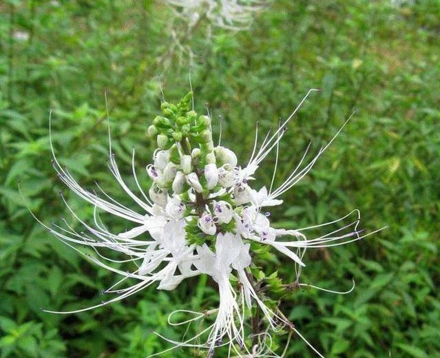 这东西,路边常见,俗称"肾草",价值珍贵却被当野草对待,可惜__财经头条
