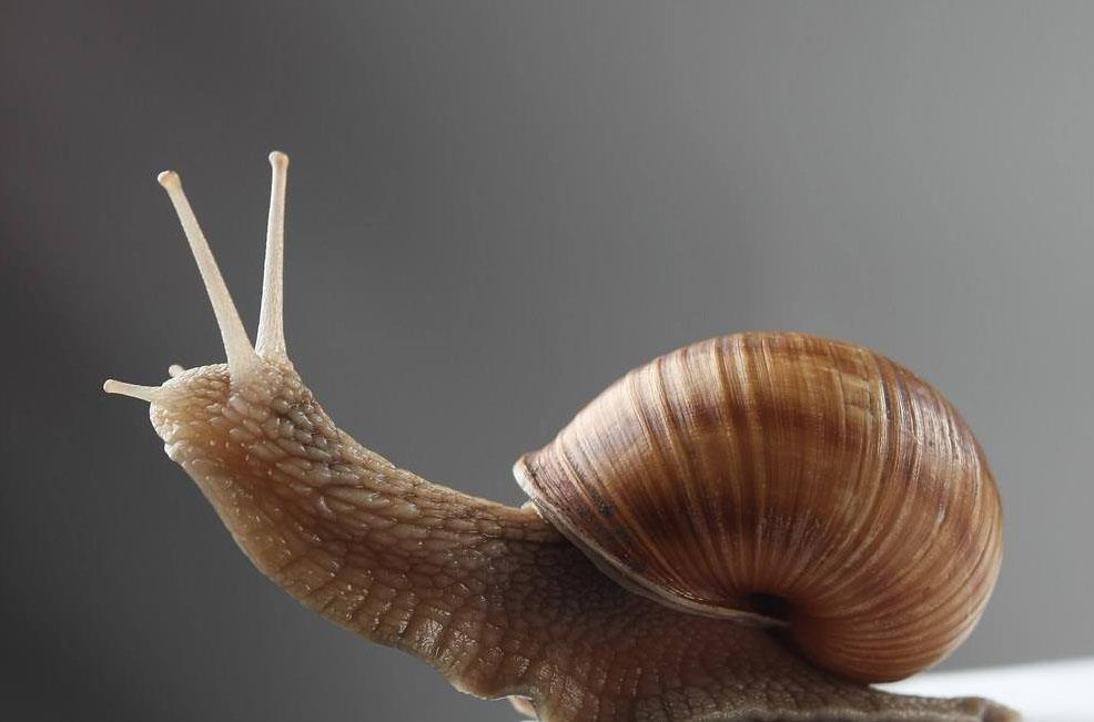 世界上牙齿最多的动物数量超过26000个体长却只有十几厘米