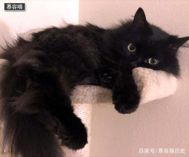 玄猫就是国华田园猫中的黑猫，原来它们有这样的历史！|黑猫|猫|田园_新浪新闻