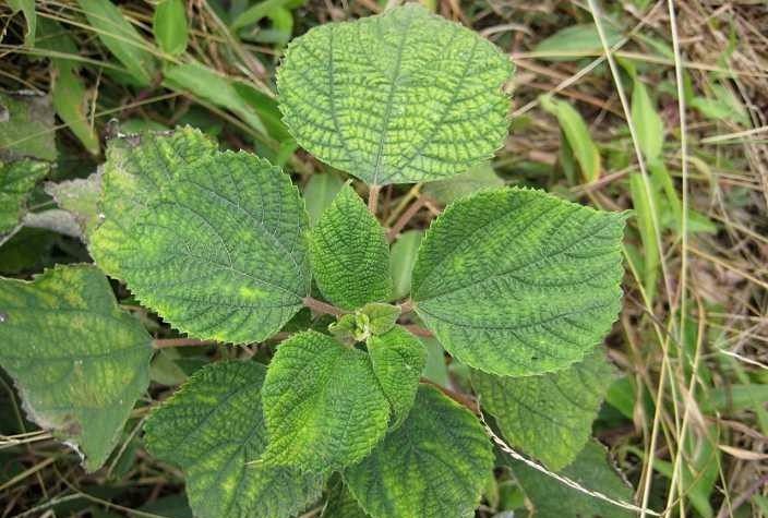 这种不起眼的草竟是孕妇的保胎良药!|纺织|苎麻|保胎_新浪新闻
