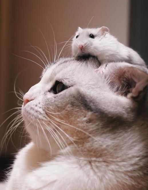 猫咪每天帮仓鼠舔毛仓鼠我害怕猫咪我就尝尝味我不吃