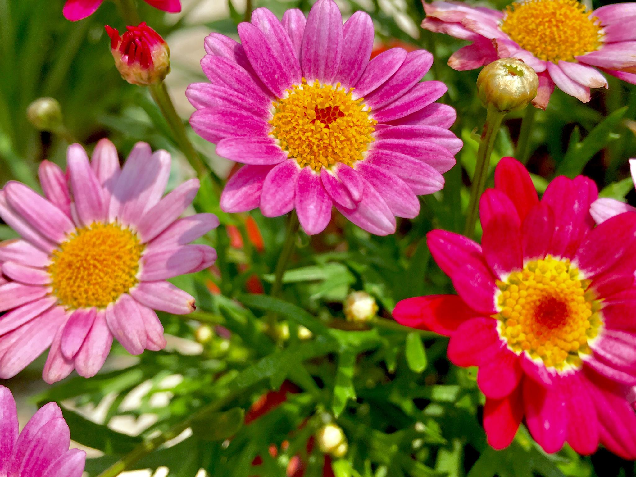 多彩的玛格丽特别名茼蒿菊法兰西菊等