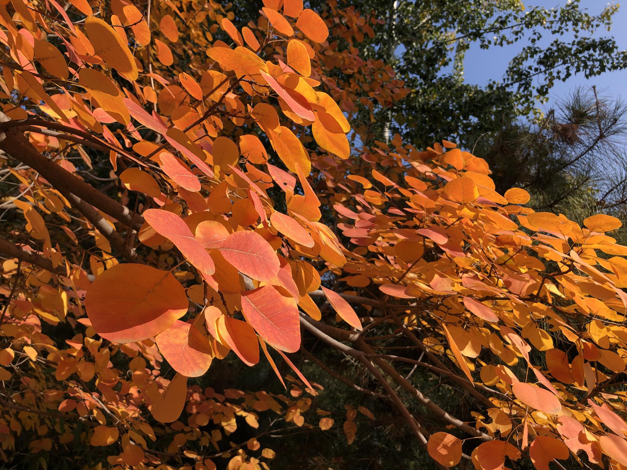 红叶黄栌北京奥森