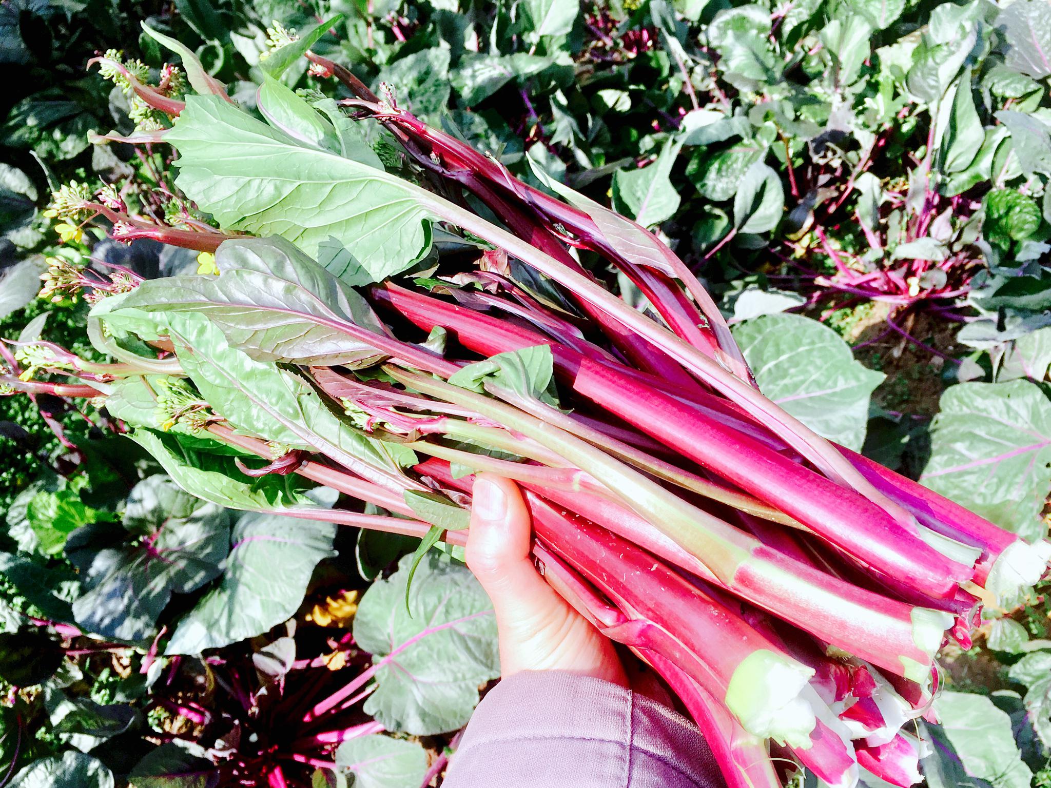 红菜薹,那就是武汉的味道