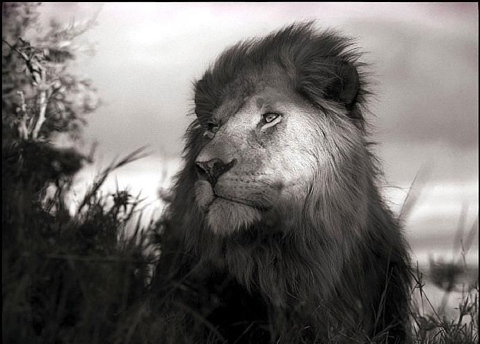 狮子王,摄影师镜头下的草原之王,尽显霸气王者风范!