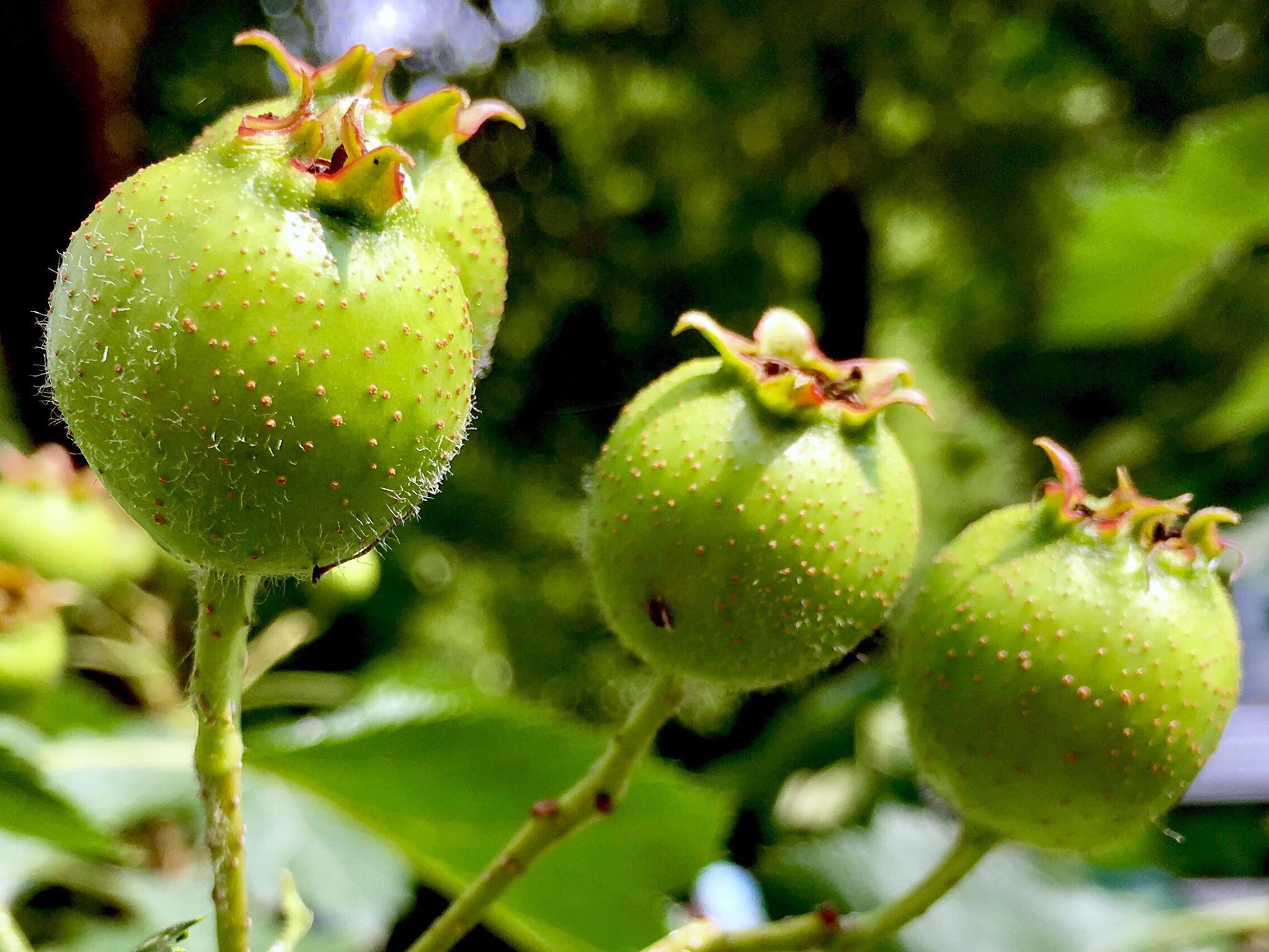 正待变红的山楂果