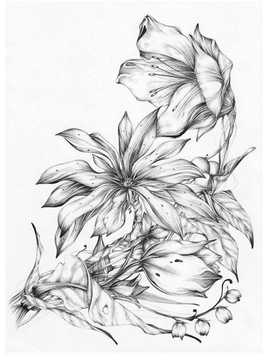 绝美的花妖精灵 来自:日本插画师マクボル 笔下的铅笔