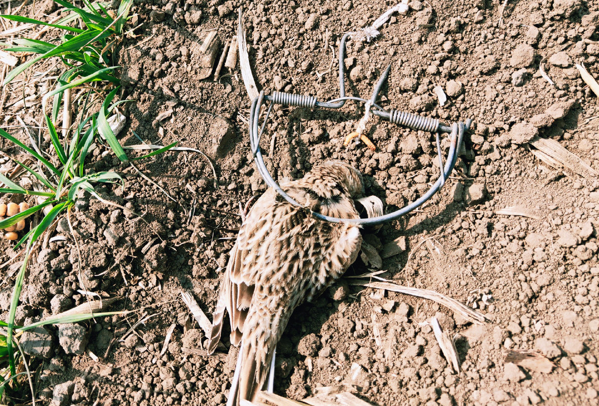 十亩麦田内惊现432个捕鸟夹多只候鸟被夹死捕鸟人已80岁