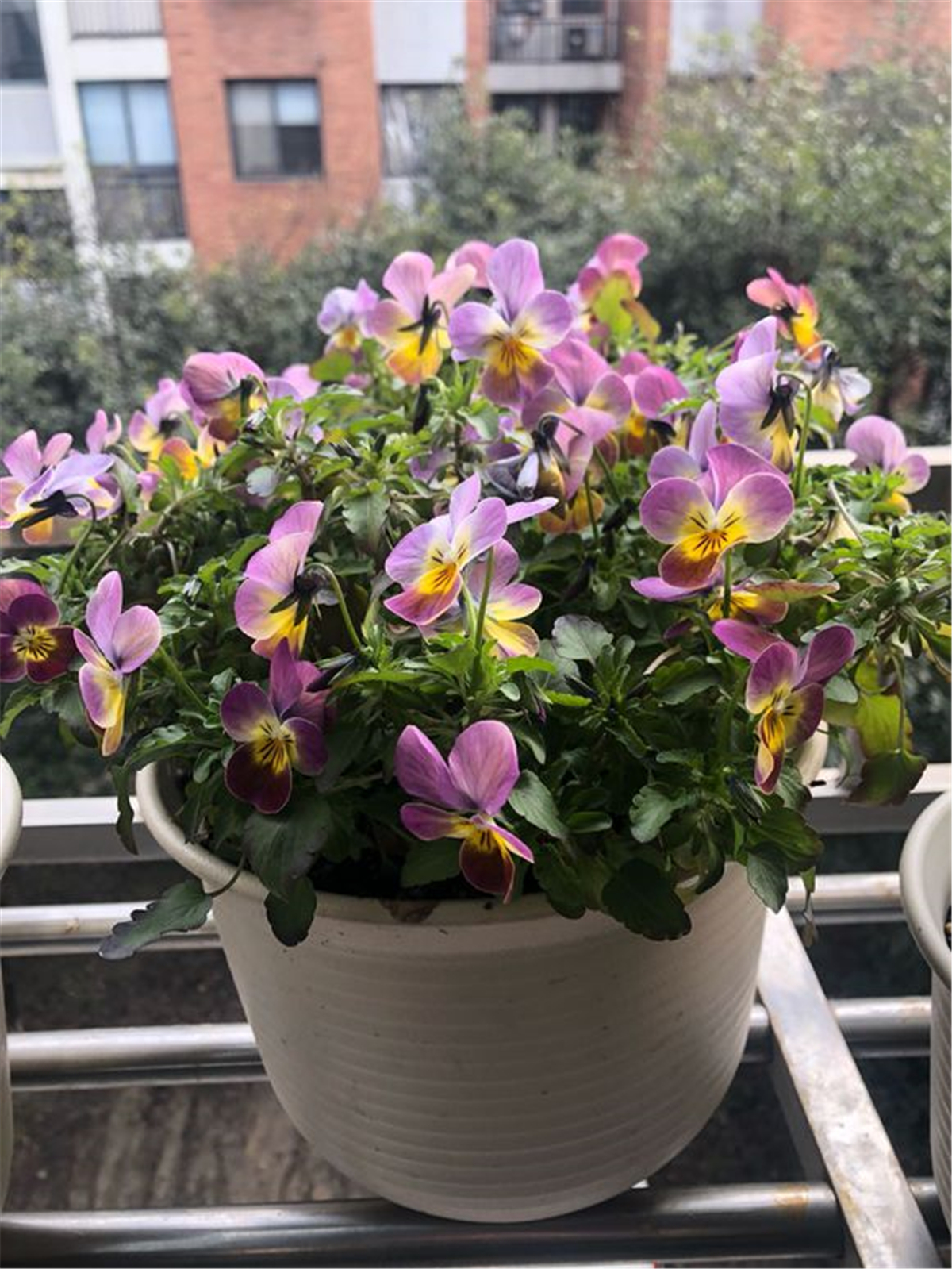 6767三色堇品种繁多,色彩丰富,花期也比较长,不仅是重要的园艺