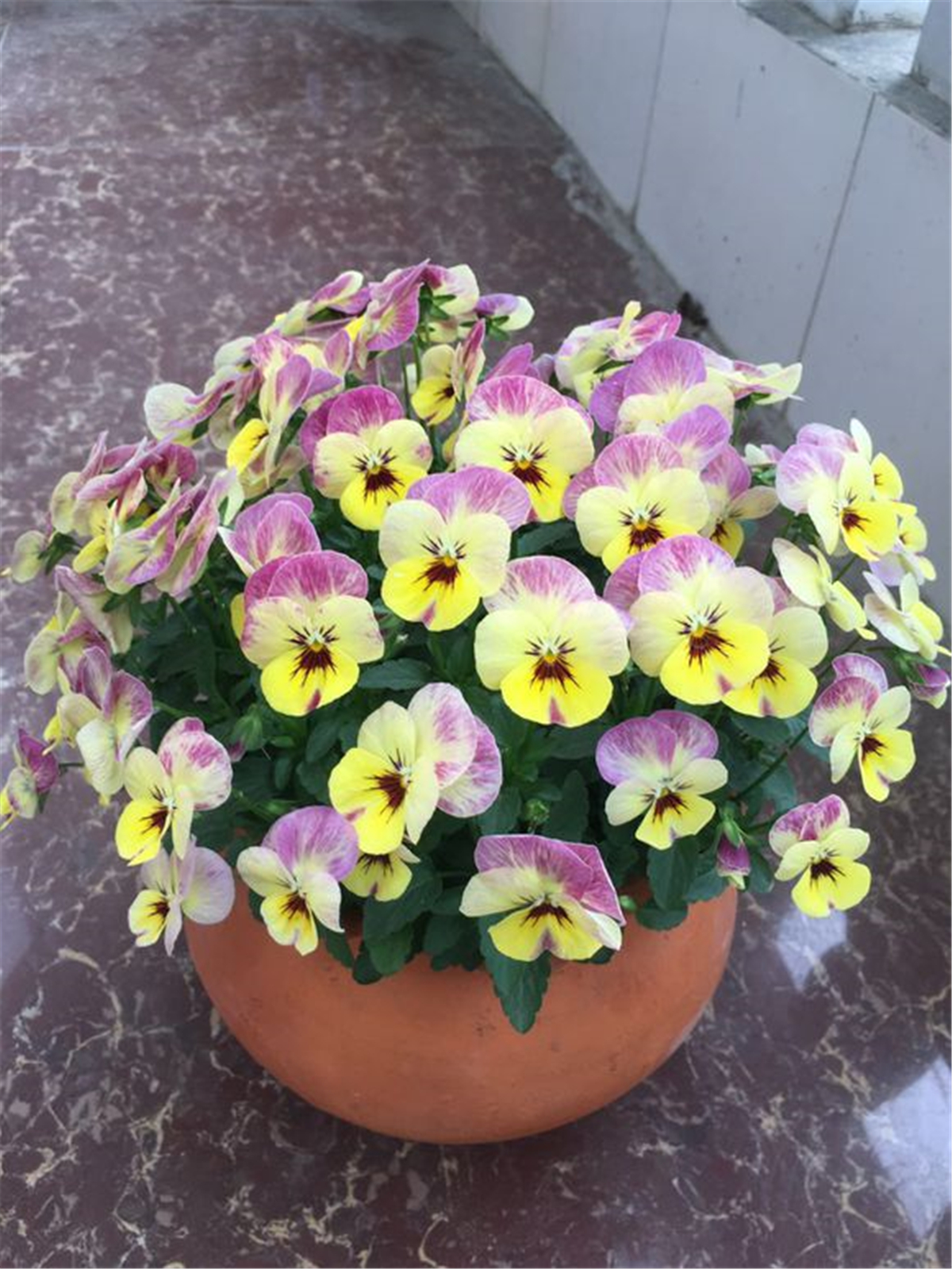 三色堇好看又好养,牢记3点养护技巧,一年四季都能开爆盆!