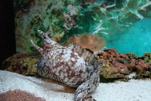 龙鳗只有在饥饿和被激怒时才会主动攻击经常在晚上猎取食物