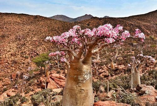 世界上最像火星的地方,这里的树会"流血","瓶子"能开花