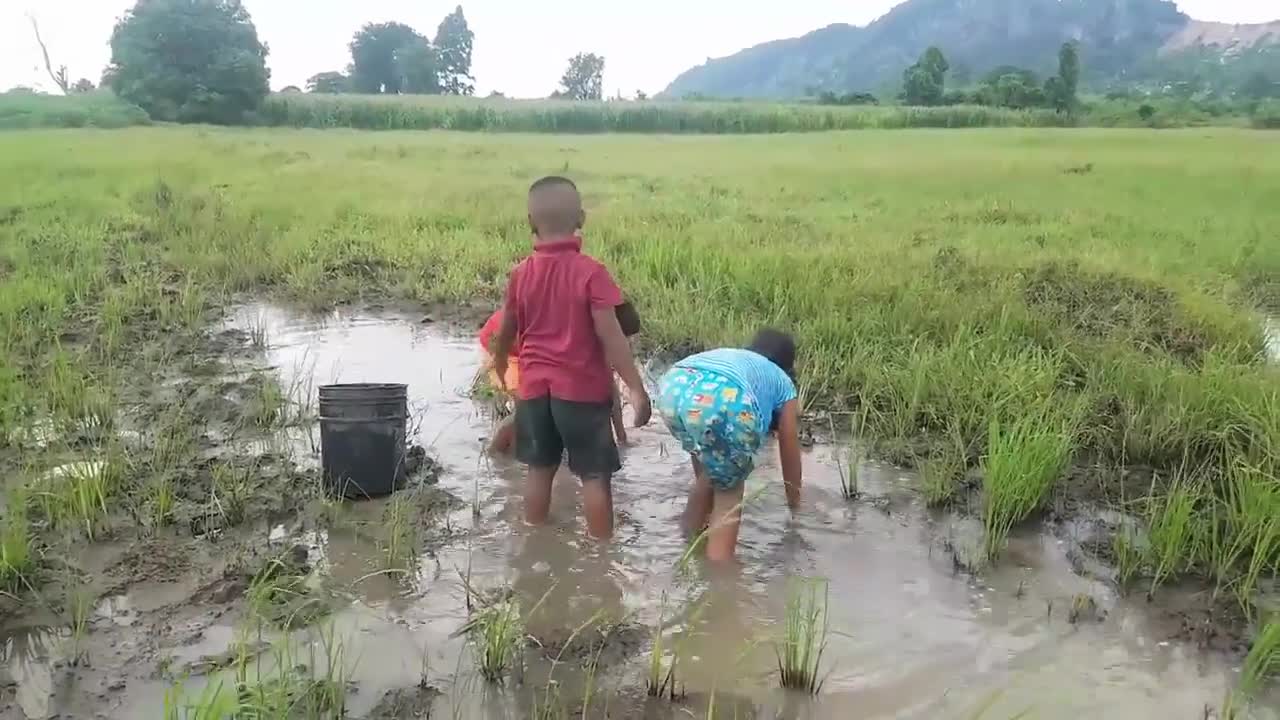 农村小朋友田里舀水抓鱼童年的生活真欢乐