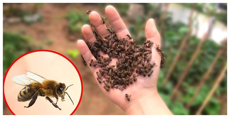 将一把蜜蜂抓在手上,蜜蜂会不会发动攻击呢?结果难以想象!