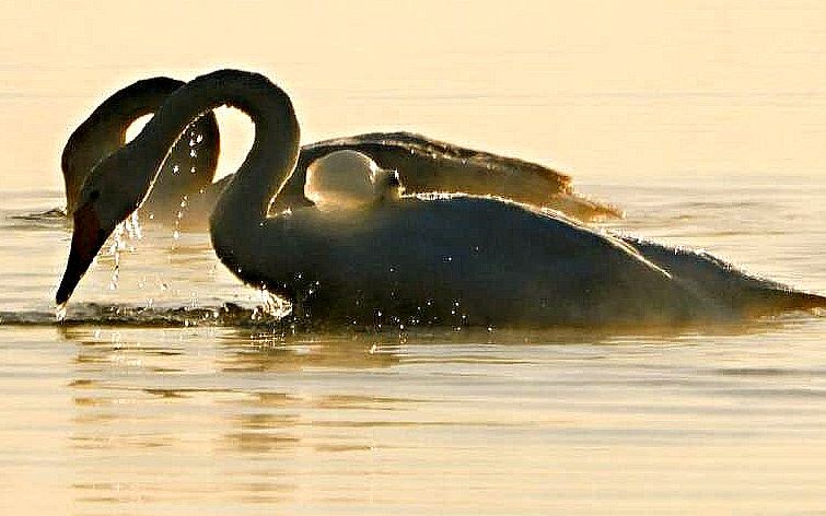 太原女大学生的精油按摩事件及相关话题解析