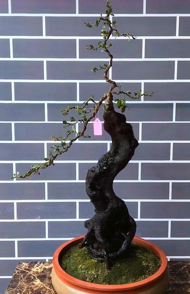 金弹子树桩盆景(金弹子树桩盆景电子书)