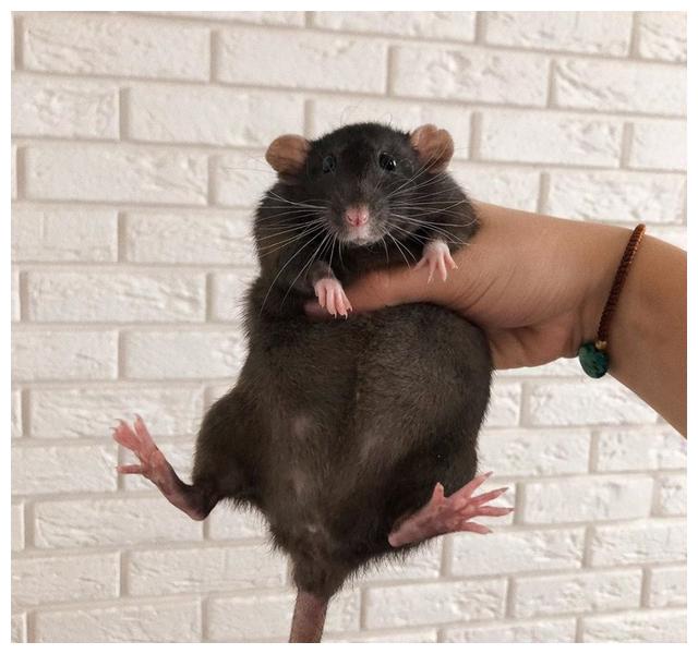 花枝俏对那种特别娇贵的花卉也能用吗?比如一些珍稀品种。