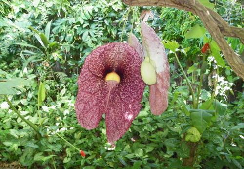 世界上最丑的花,外表丑就算了,散发的气味也非常臭!