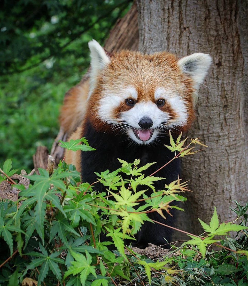 小熊猫吐舌头的样子太可爱了是怕热还是硬核卖萌