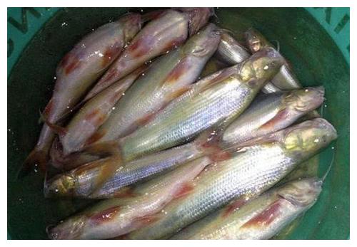 导致数量稀少,这种鱼就是水米子鱼了,在我国的金沙江就有这种鱼,这种