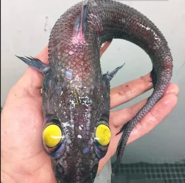 深海中的鱼有多奇形怪状?看到7大奇怪鱼类,网友:怎么长的?