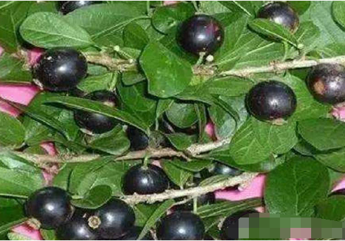 农村山里这种野果,农民称之为"割舌罗"吃过的朋友都当爹娘了