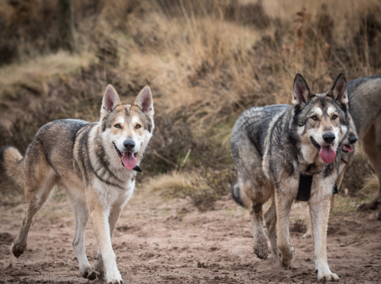 干净的没有一丝瑕疵,狼性指指点点能力出众肉乎乎的猛犬她有一头