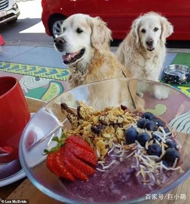 两只金毛吃素,给狗狗啃胡萝卜,坚称它们很快乐|狗狗|金毛|素食_新浪网