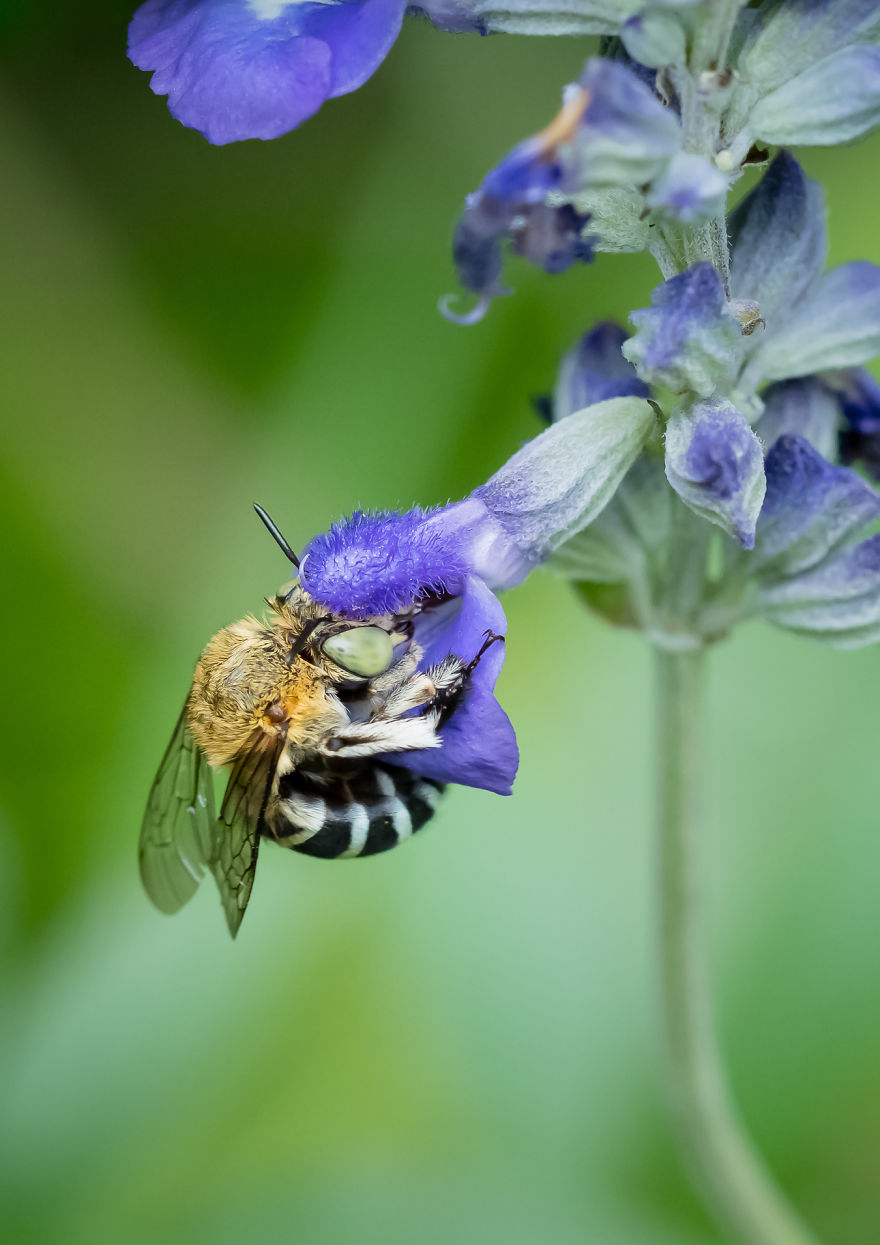一只蜜蜂爬在维多利亚蓝色salvia花上.