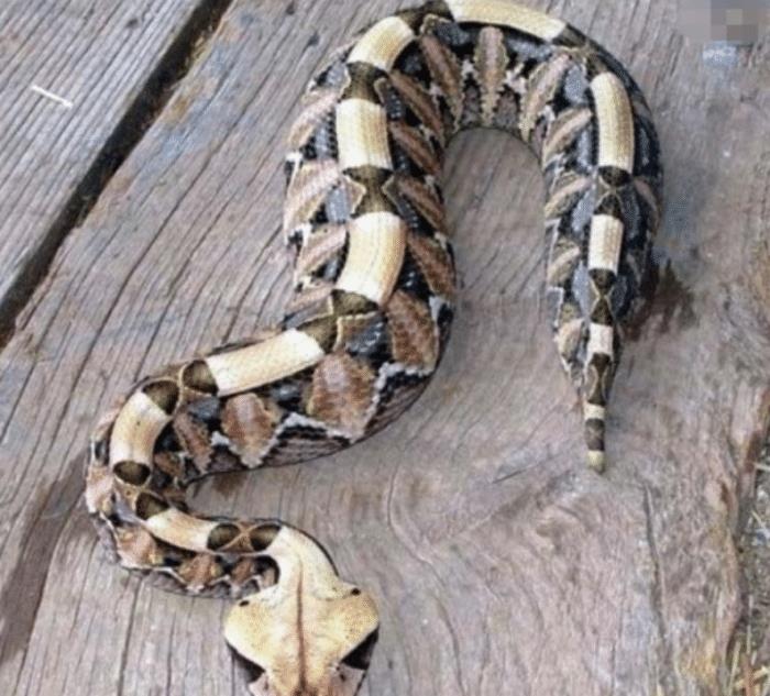 世界上最胖的毒蛇体型肥大却能秒杀眼镜王蛇蛇皇