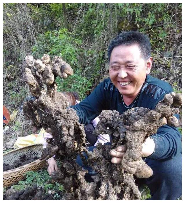 猪苓|植物|菌菇_新浪新闻