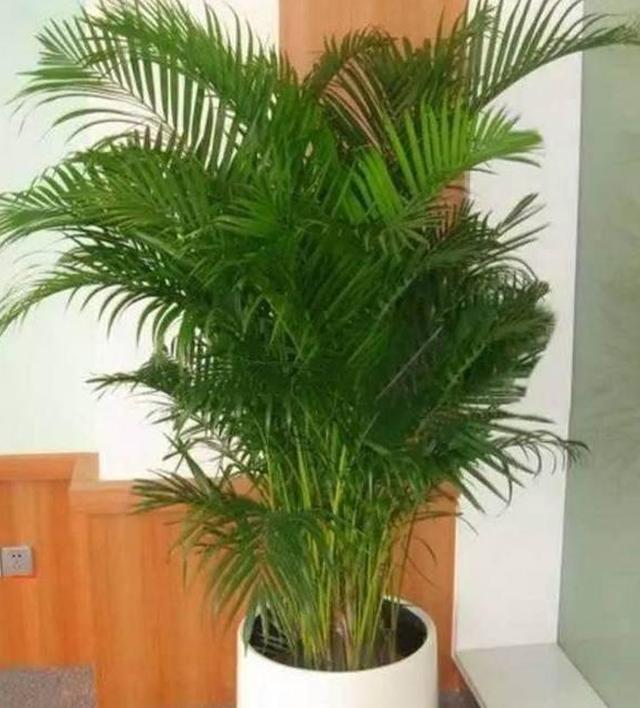 特别耐阴的20种盆栽绿植,室内没阳光就养它,总有一款你会喜欢!