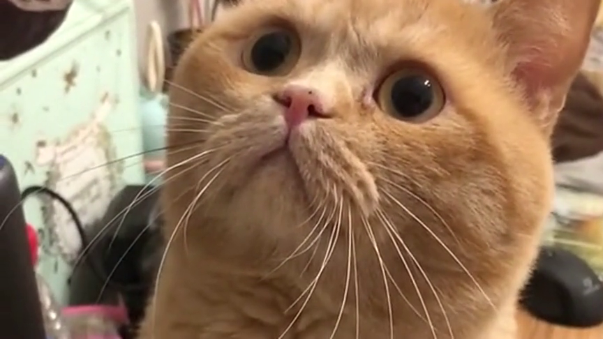 这只小猫咪知道我在拍它,装的一本正经的样子,实在是太可爱了!