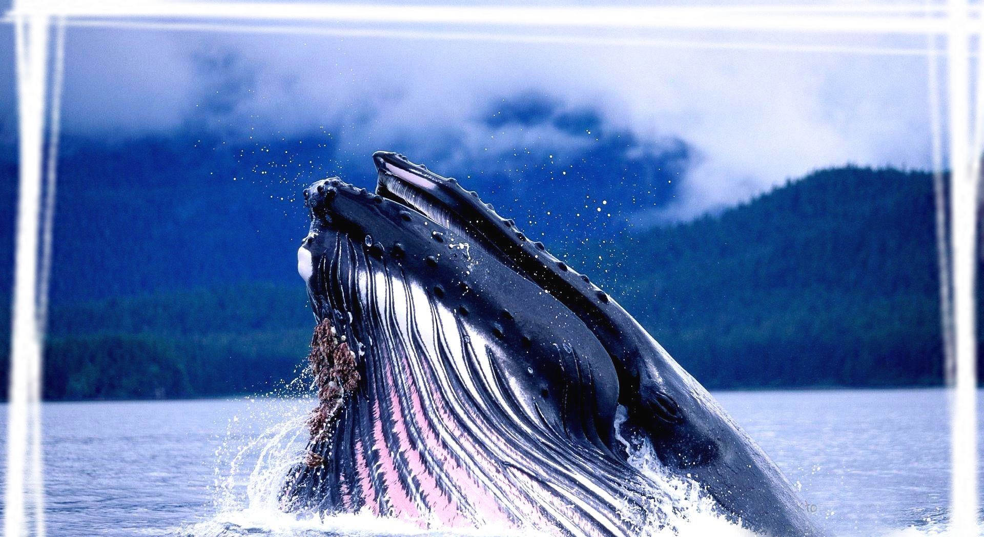 海洋中座头鲸高清电脑壁纸