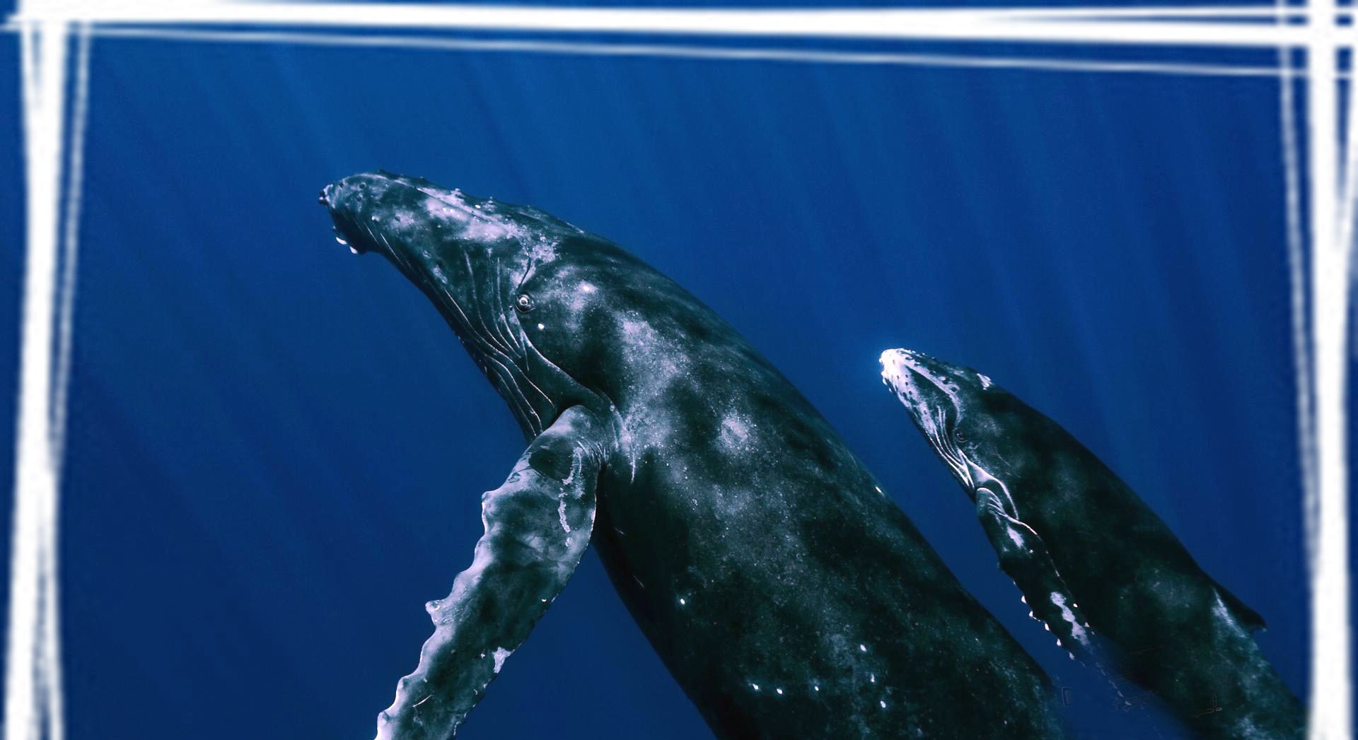 海洋中座头鲸高清电脑壁纸|座头鲸|壁纸|动物类_新浪新闻