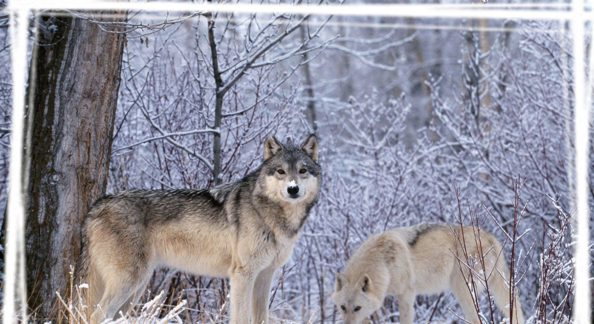 野狼真实写真摄影桌面壁纸