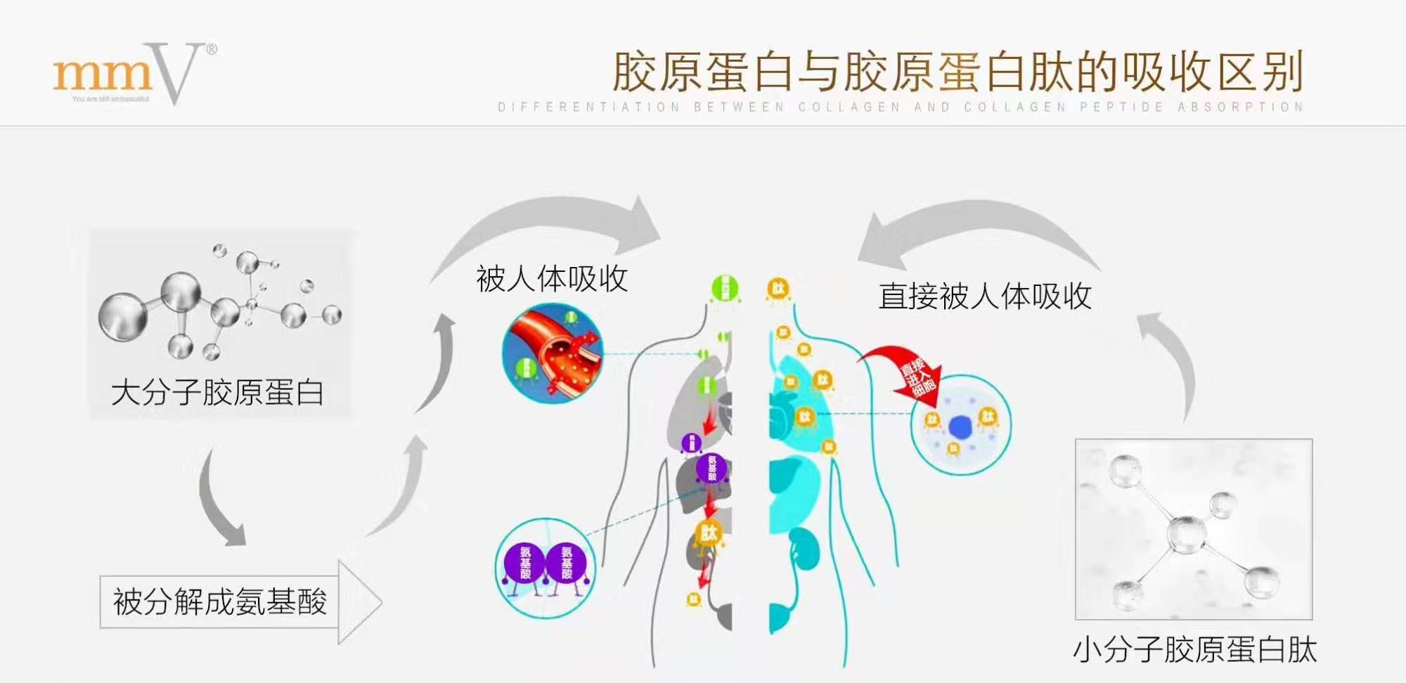 《肽营养学》中表示:大分子胶原蛋白进入人体后会被降解氨基酸才能被