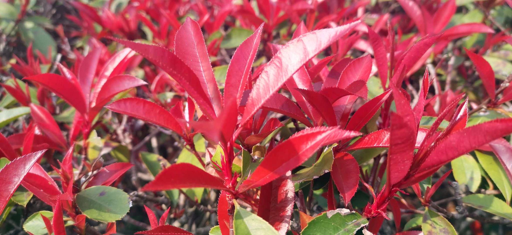 吉安随拍:红叶石楠 红的似火