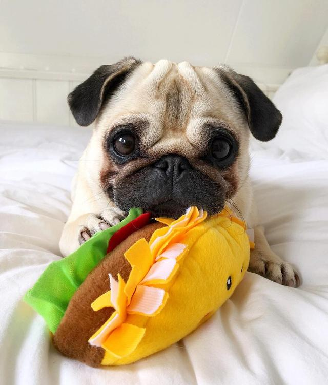 背毛|巴哥犬|犬种_新浪新闻