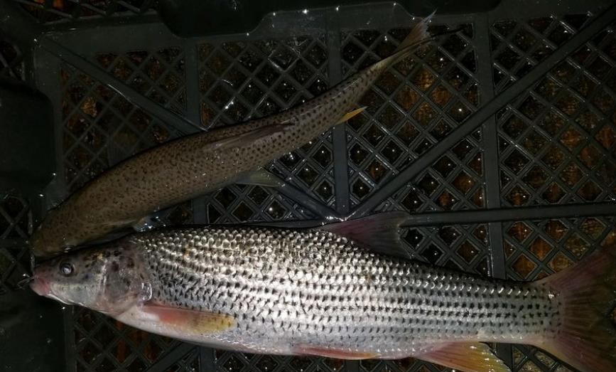 又一种鱼被列为保护动物,网友:能钓的鱼越来越少