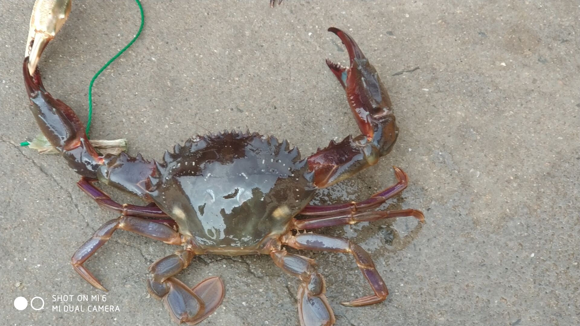 别争了石夹红和花盖都是日本蟳