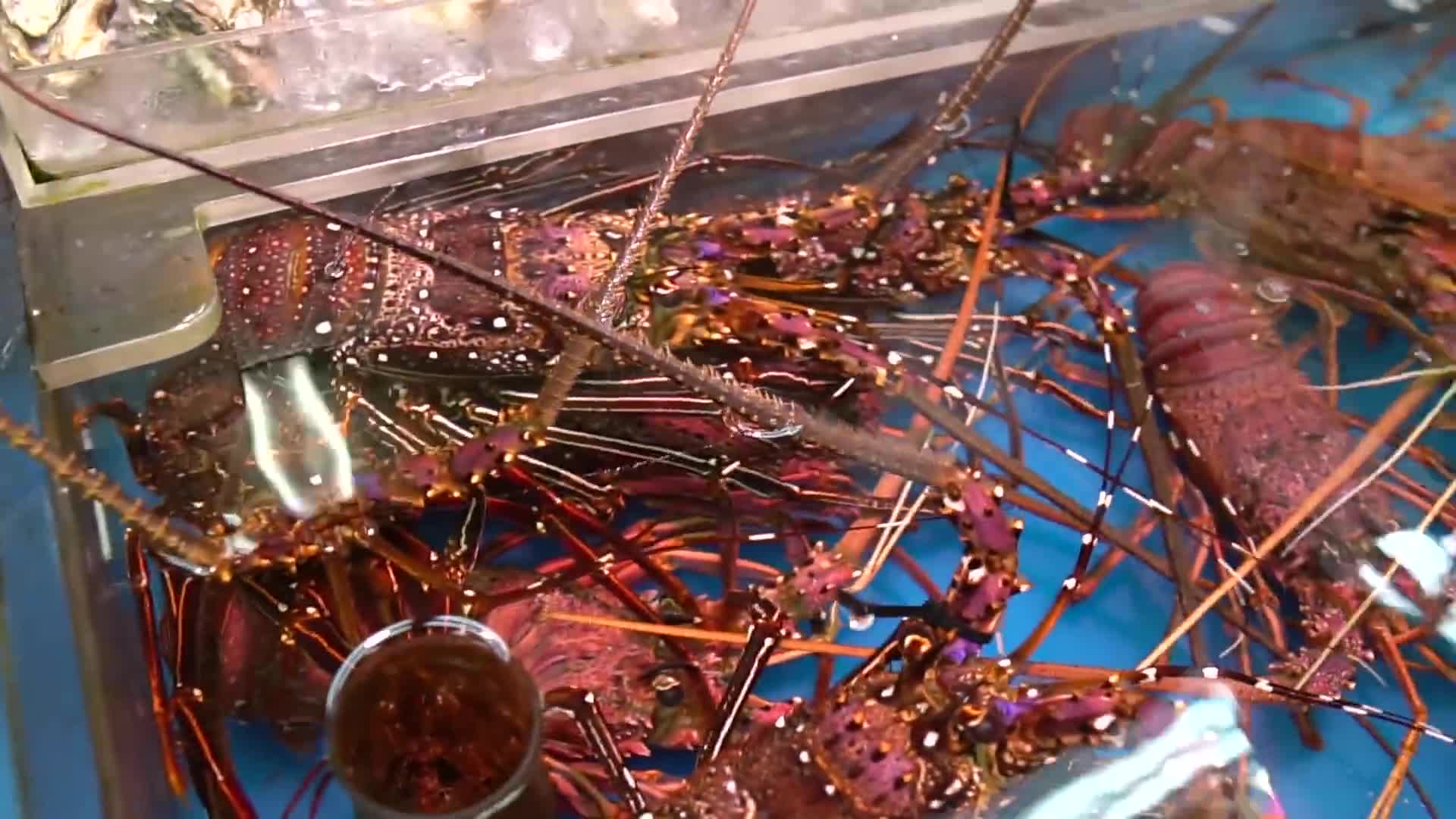 日本厨师快刀活杀大个伊势龙虾,切块后下锅葱姜爆炒!